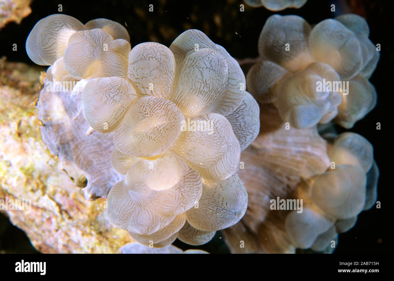 Green bubble coral (Plerogyra sinuosa), with polyps extended. Stock Photo