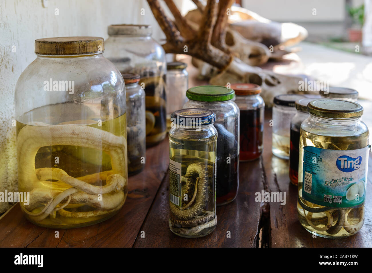 Snakes are preserved in glass jars as folk medicine. Tocantins, Brazil. Stock Photo