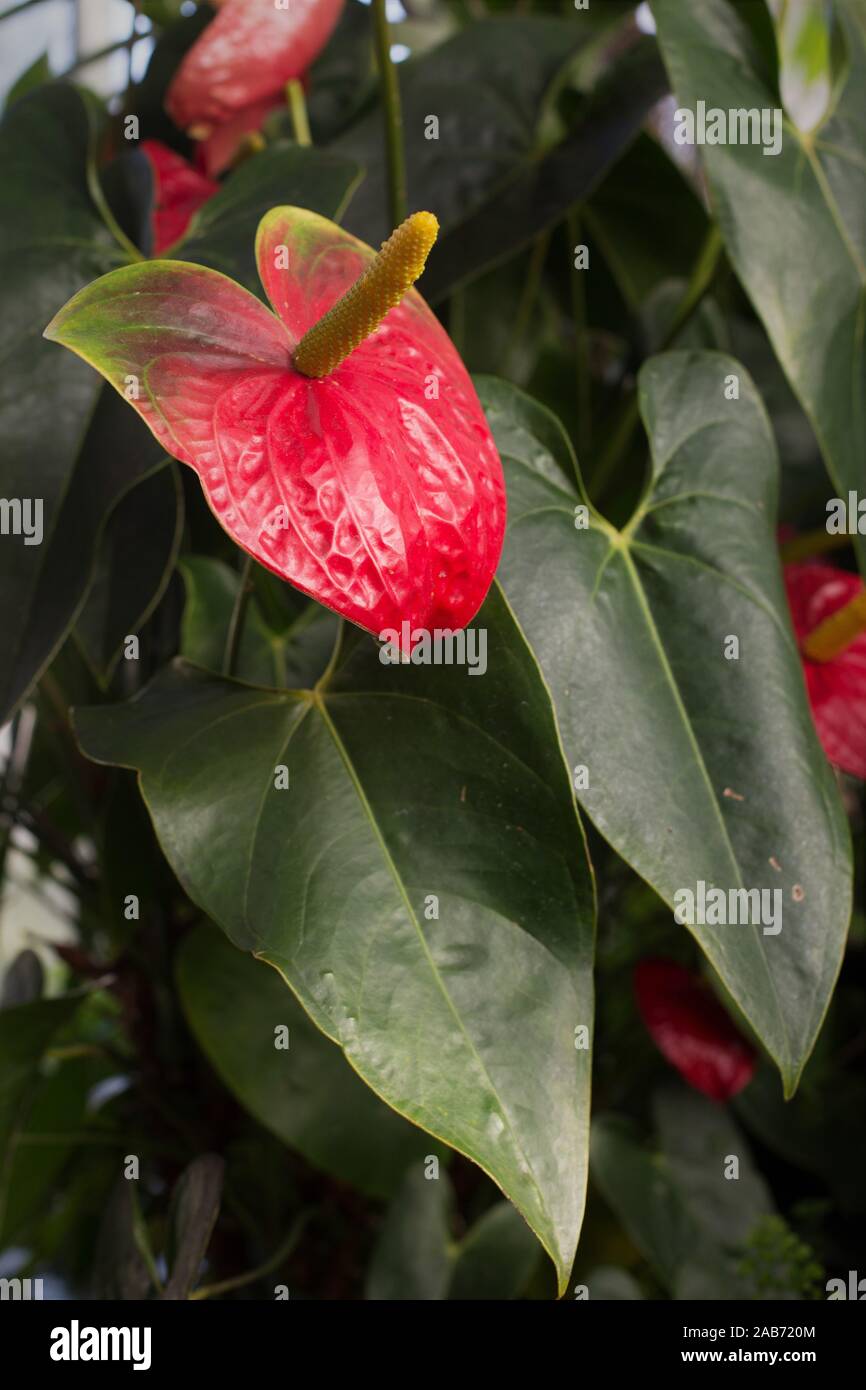 Anthurium in the garden hi-res stock photography and images - Alamy