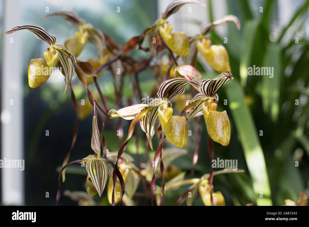 Paphiopedilum topperi x laevigatum orchid. Stock Photo
