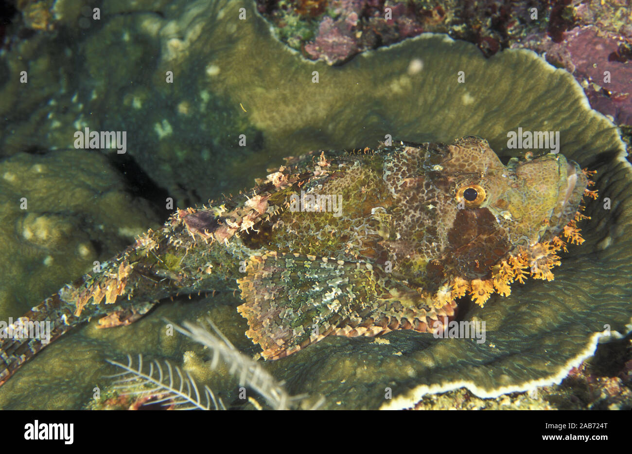 Tasselled scorpionfish (Scorpaenopsis oxycephala), Coral Sea, Queensland, Australia Stock Photo