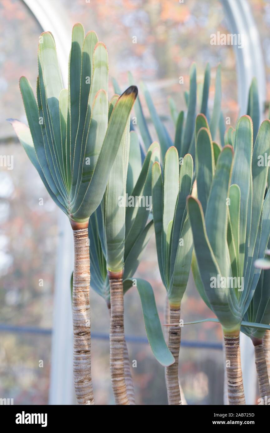 Aloe plicatilis (Fan Aloe). Stock Photo
