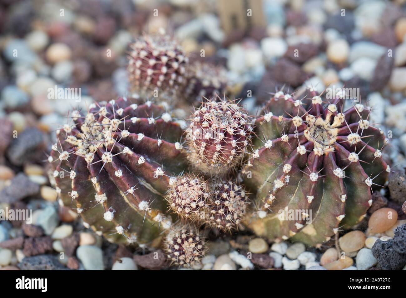 Echinopsis ancistrophora ssp. arachnacantha var. torrecillasensis cactus plant. Stock Photo