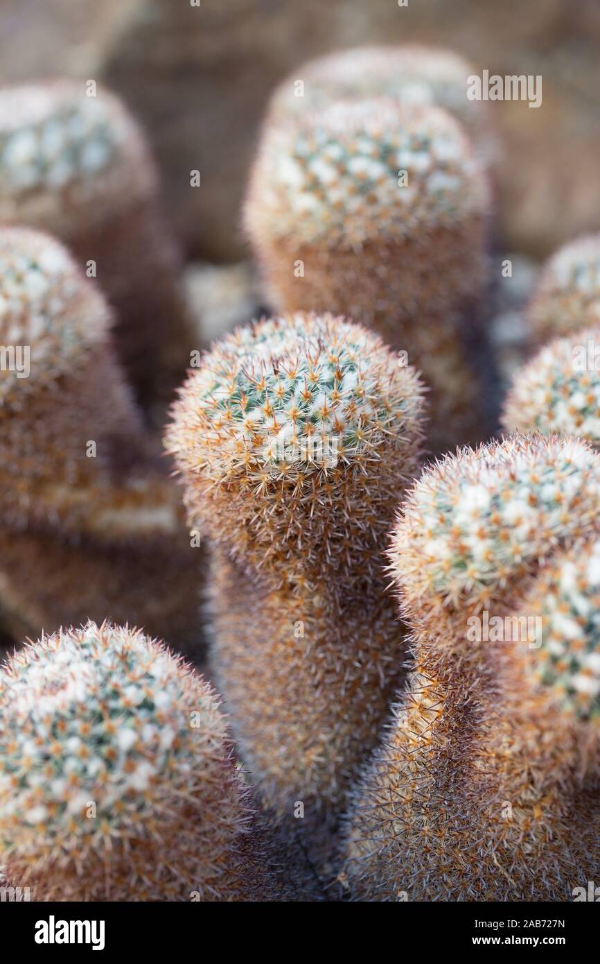 Mammillaria crinita hi-res stock photography and images - Alamy