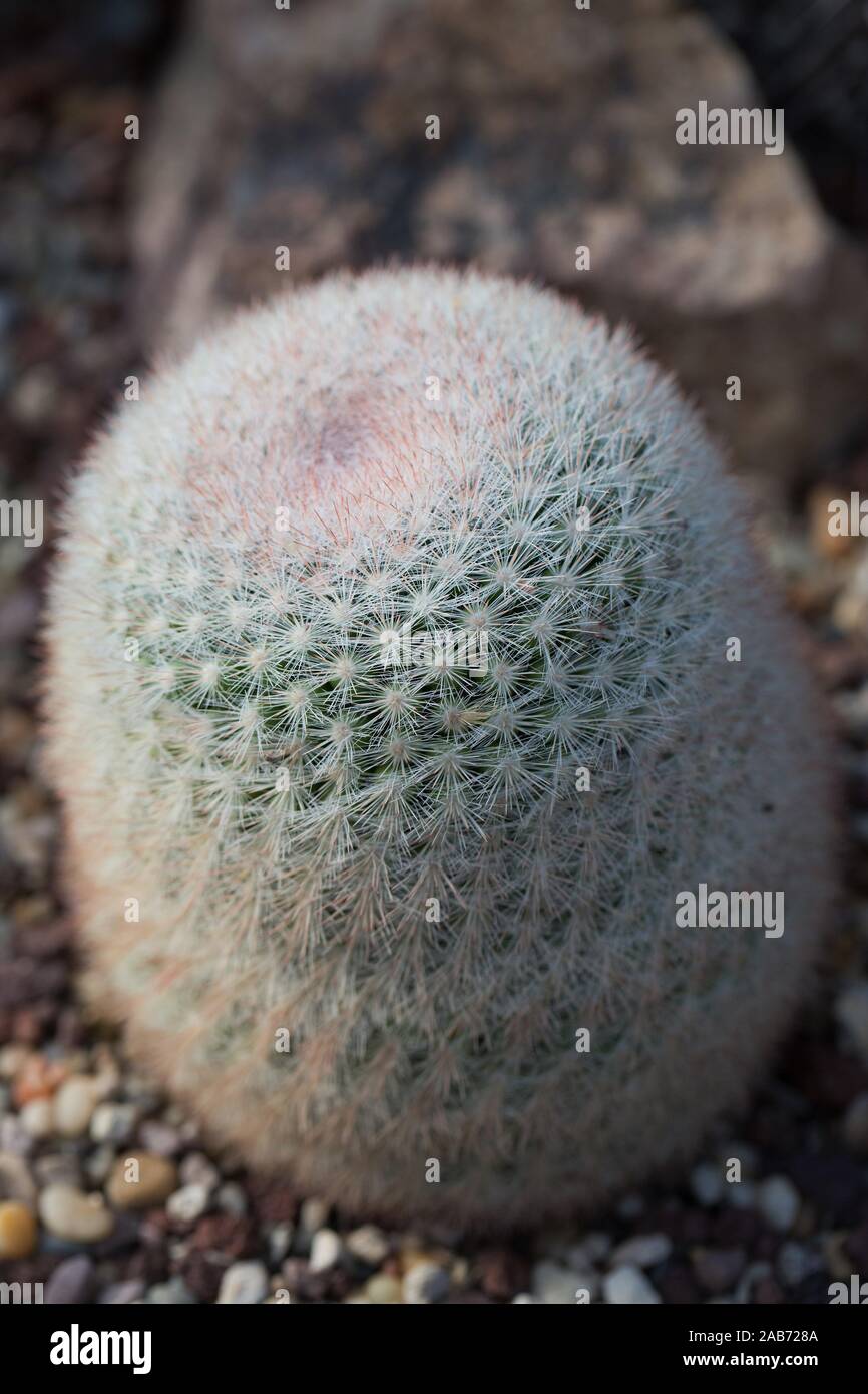Mammillaria candida cactus plant. Stock Photo
