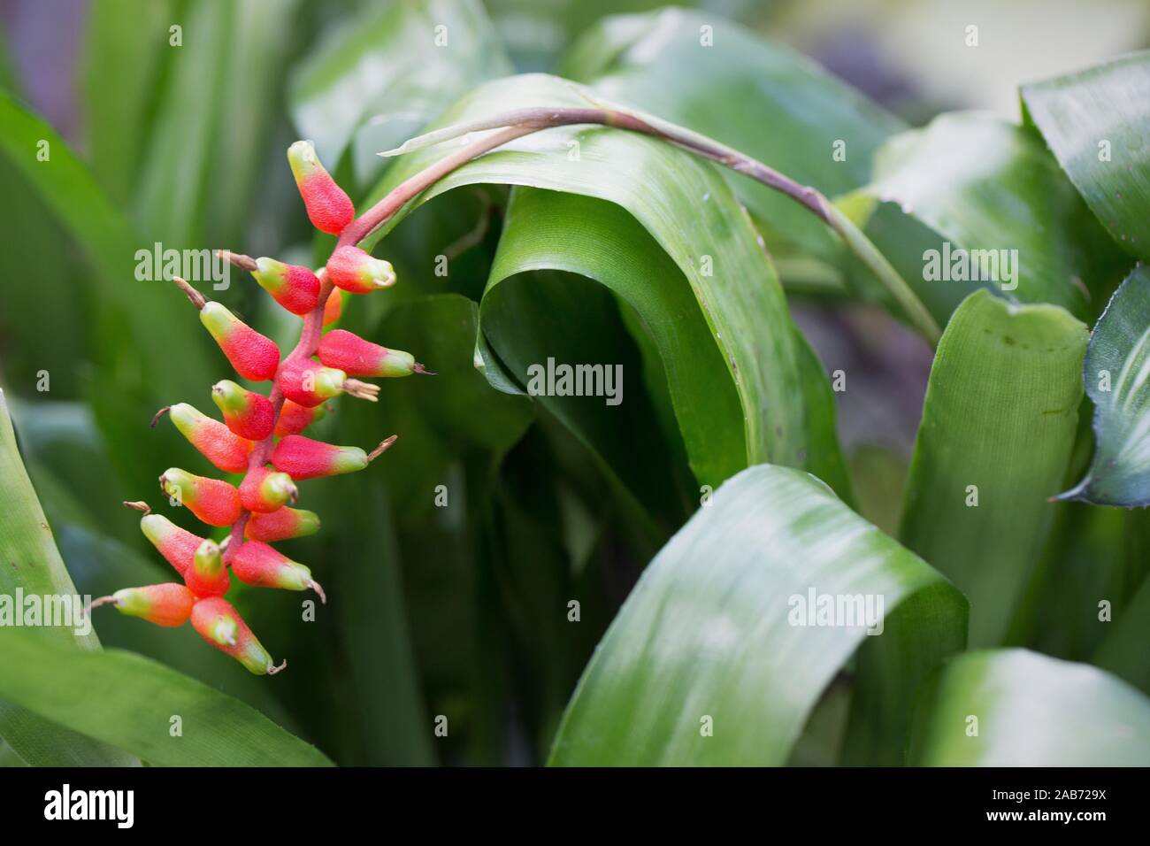 Aechmea racinae plant. Stock Photo