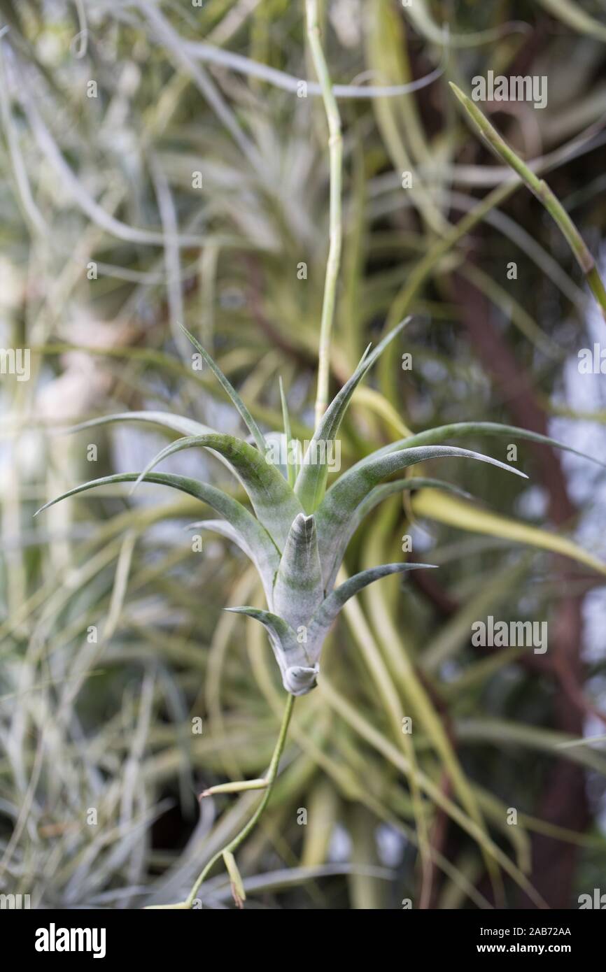 Tillandsia duratii x saxatillis air plant Stock Photo - Alamy