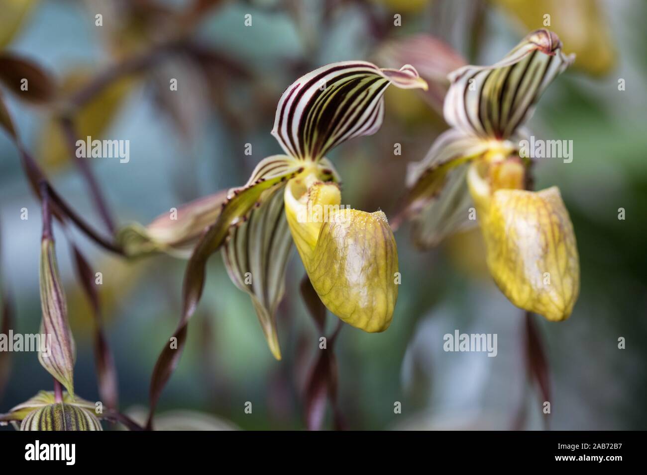 Paphiopedilum topperi x laevigatum orchid. Stock Photo