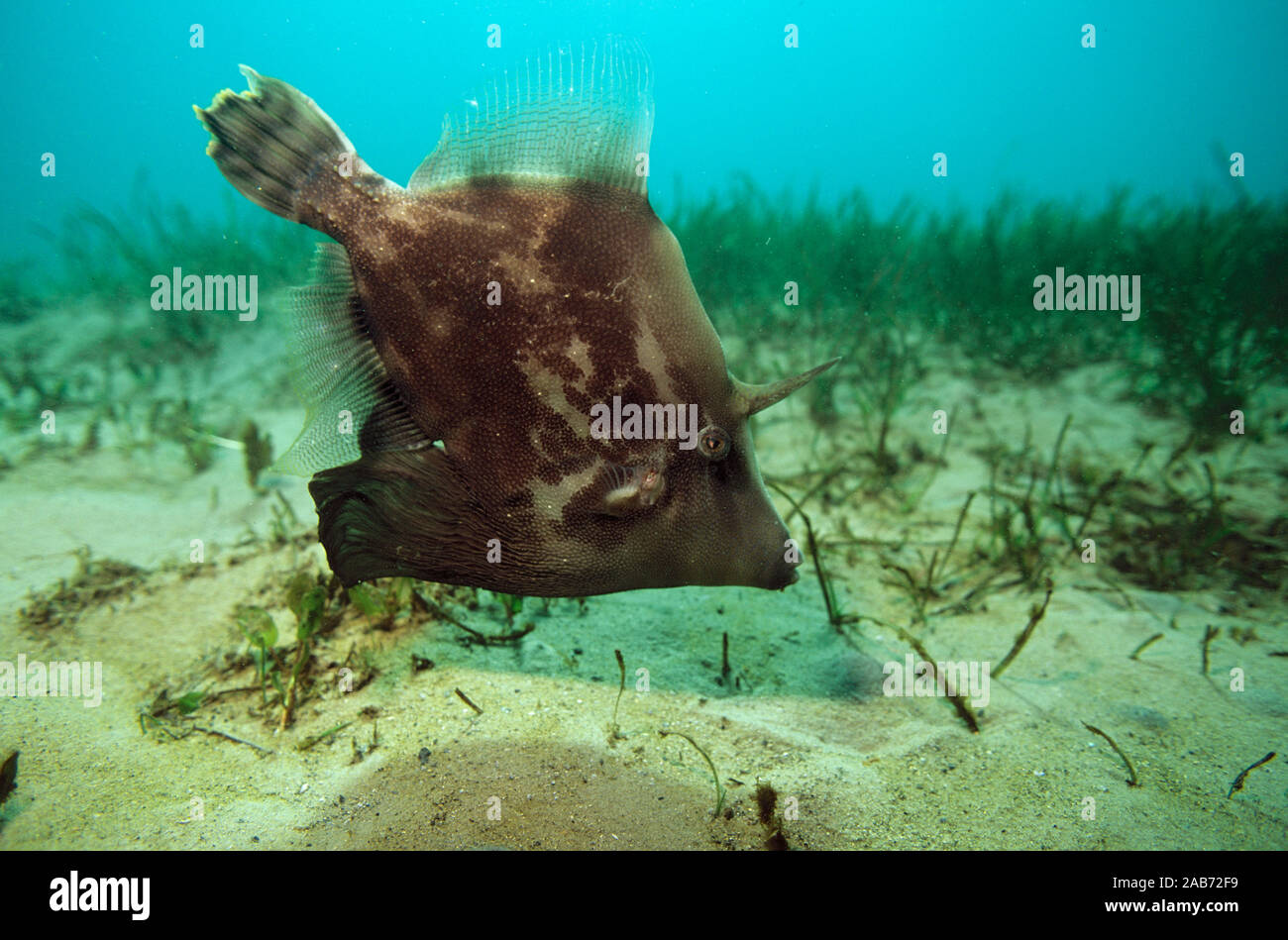 Fantail leatherjacket (Monacanthus chinensis), on bed of seagrass (Halophia ovalis and Zostera sp.). Sydney Harbour, New South Wales, Australia Stock Photo