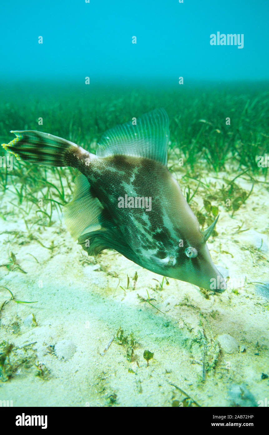 Fan-bellied leatherjacket (Monacanthus chinensis), grazing on seagrass bed. Sydney Harbour, New South Wales, Australia Stock Photo
