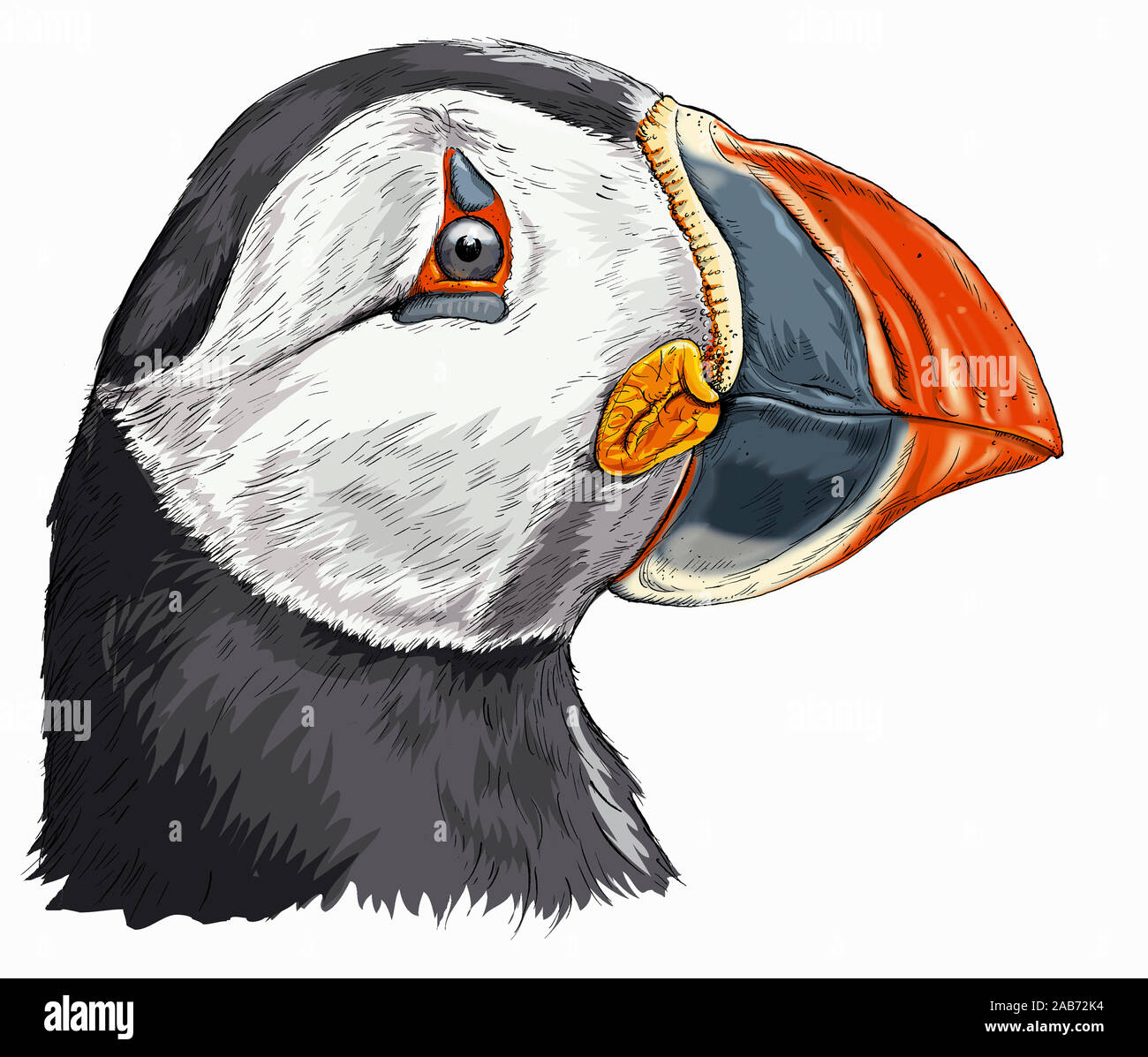 Close up head and shoulders of Atlantic puffin Stock Photo