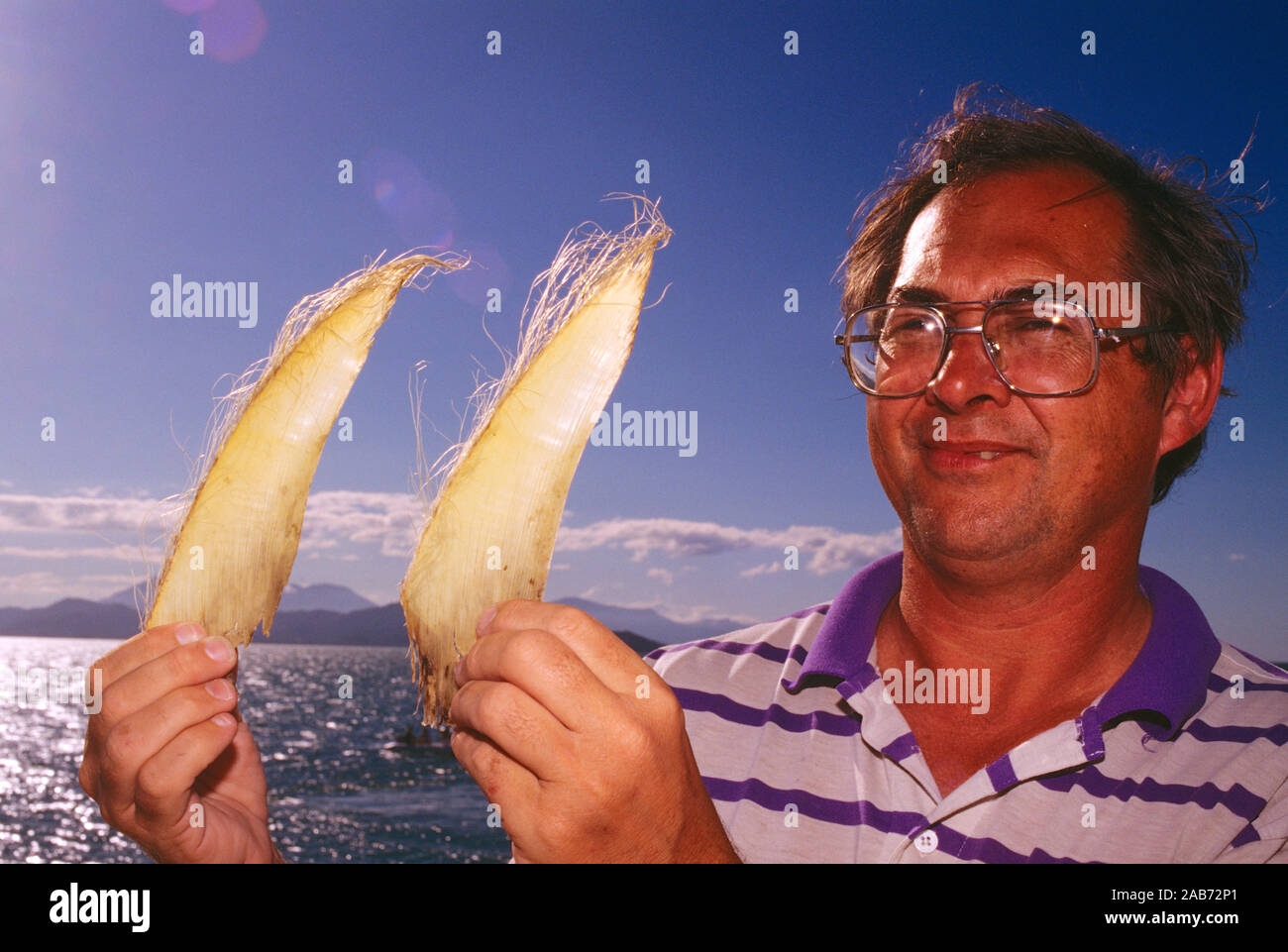 Minke whale baleen plates (Balaenoptera acutorostrata), held by Dr