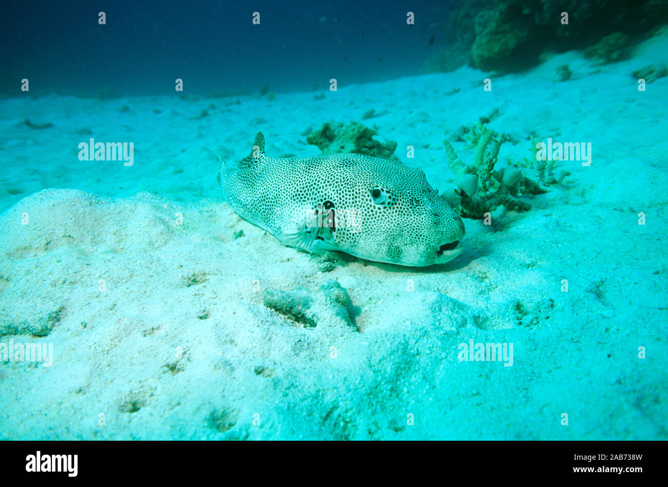 Stellate puffer (Arothron stellatus), on sandy bottom. A giant pufferfish: can reach over a metre. Australia Stock Photo