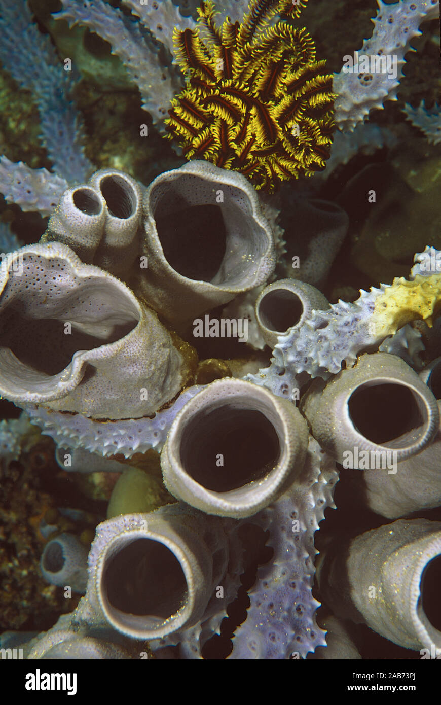 Sponge (Amphimedon sp.), The tubular canals are home to a variety of invertebrate animals. Ambon, Indonesia Stock Photo