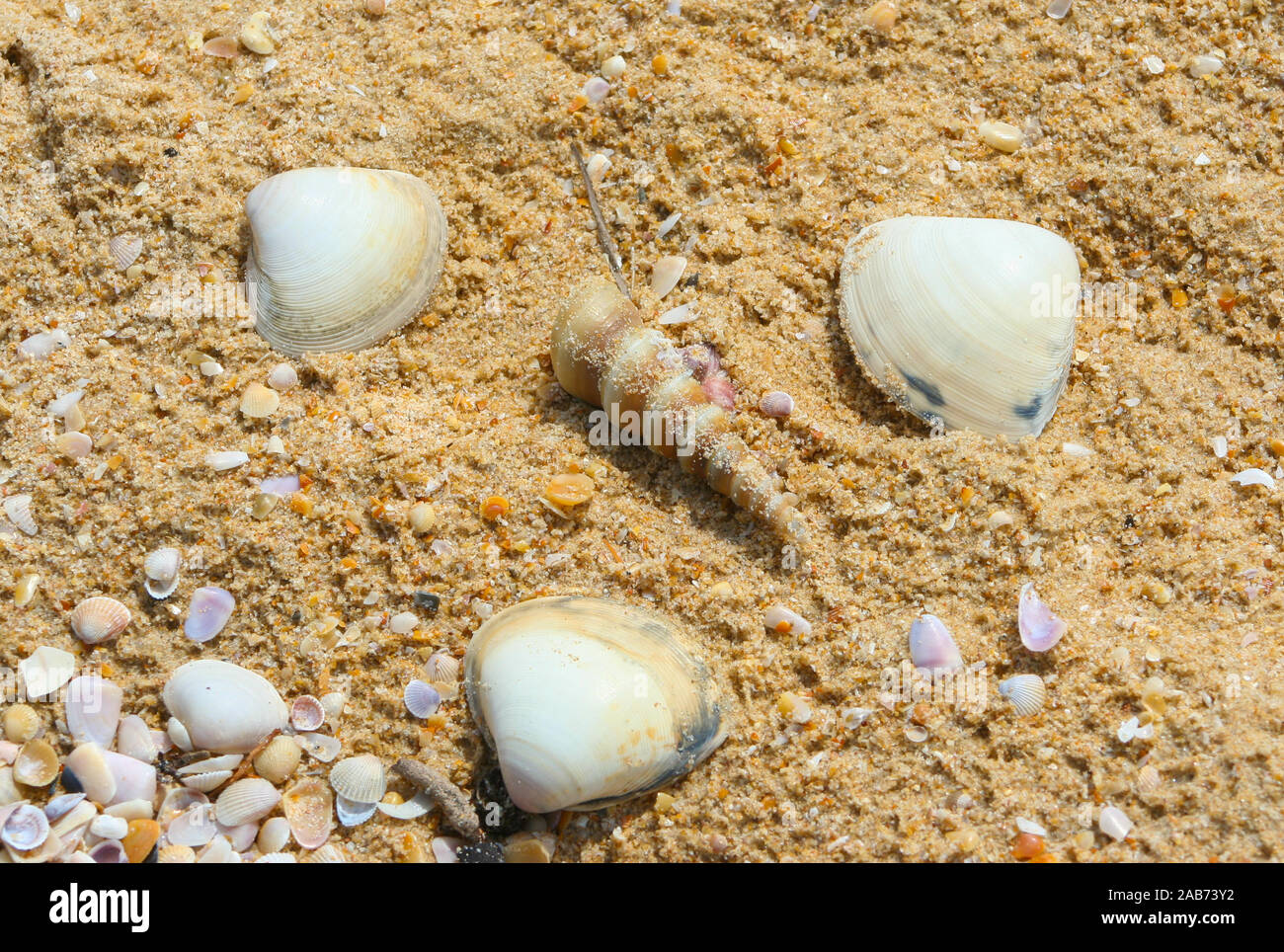 Sea Shells scattered on the sand in a beach in Goa (India Stock Photo