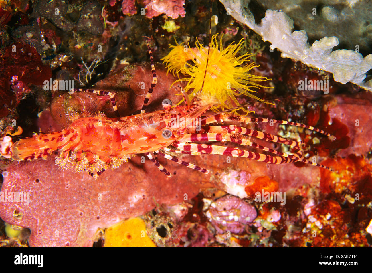 Saron shrimp (Saron sp.), Ambon, Indonesia Stock Photo