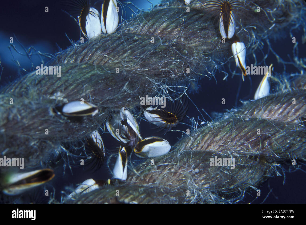 Gooseneck barnacles (Lepas pectinata), on mooring rope. Species usually attaches to floating objects. Coral Sea, Queensland, Australia Stock Photo