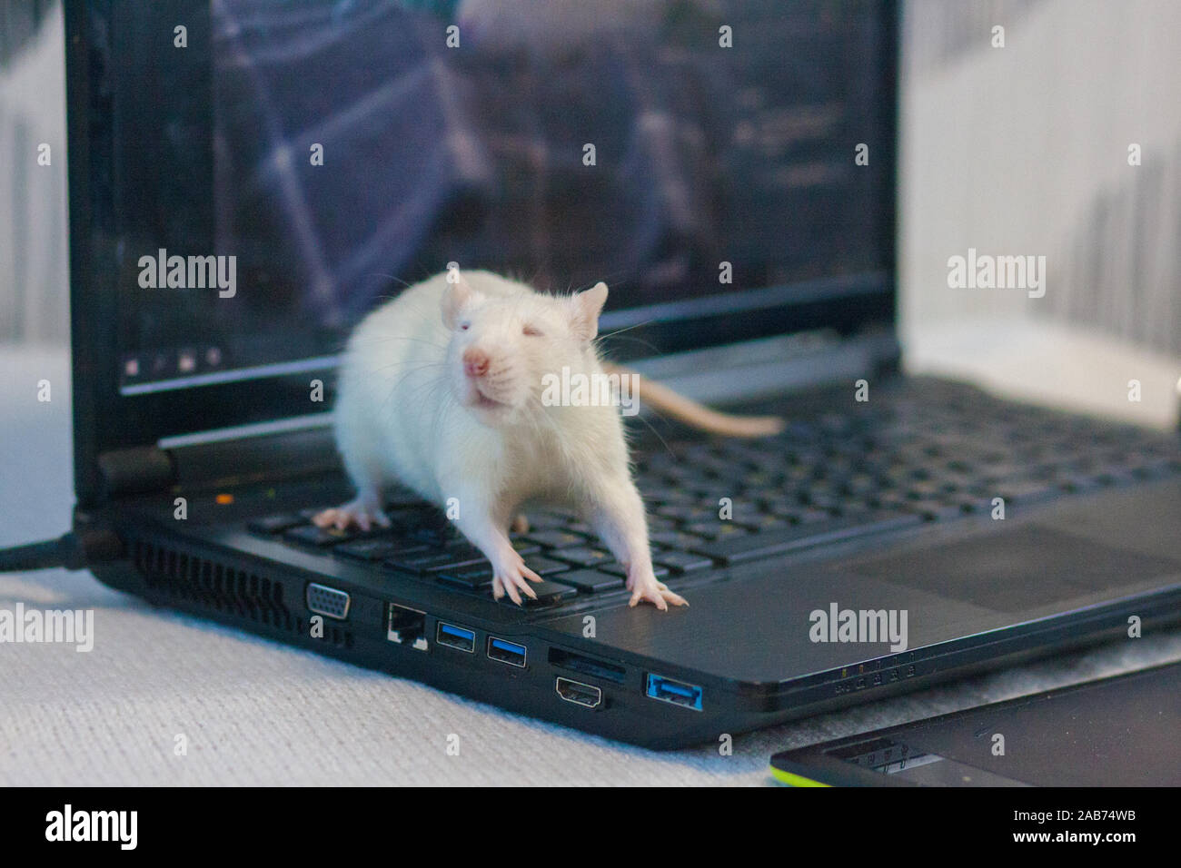 Hacker concept. Rat white symbol 2020 on laptop. Brilliant animal ...