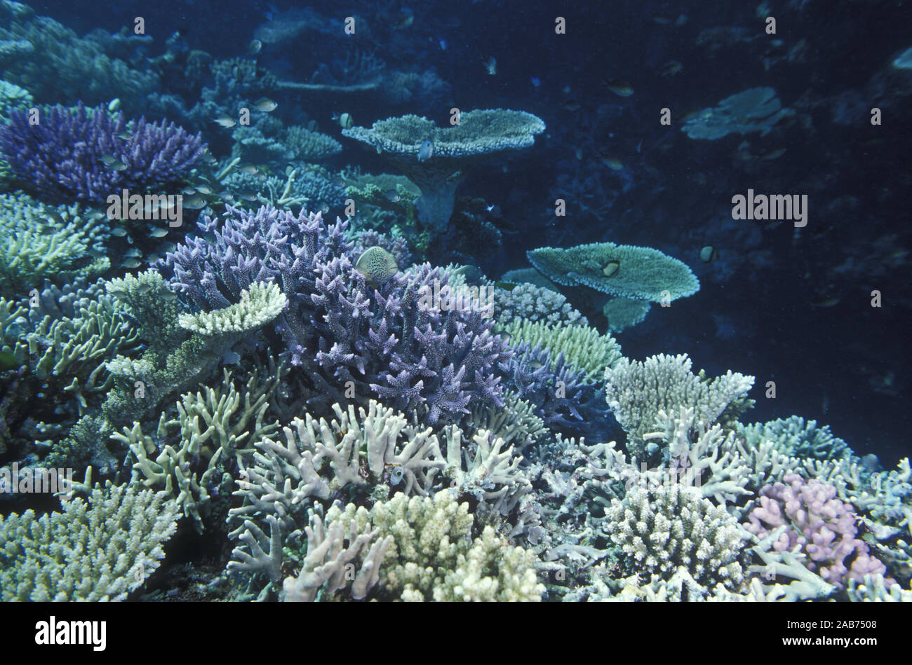 Hard coral (mainly Acropora sp.), Northern Great Barrier Reef, Queensland, Australia Stock Photo