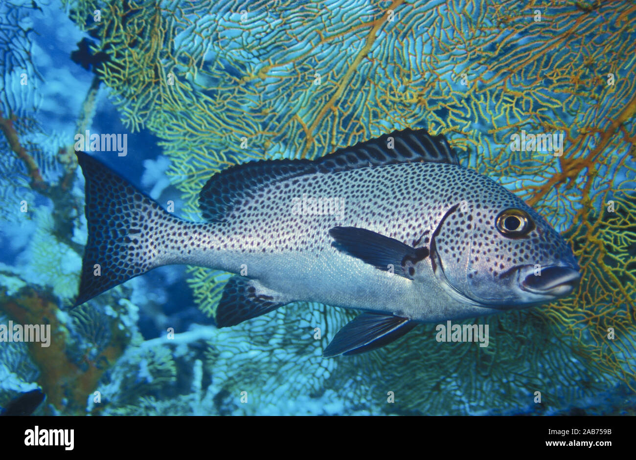 Dotted sweetlips (Plectorhinchus pictus), Mainly nocturnal, sheltering during day in the reef. Coral Sea, Australia Stock Photo