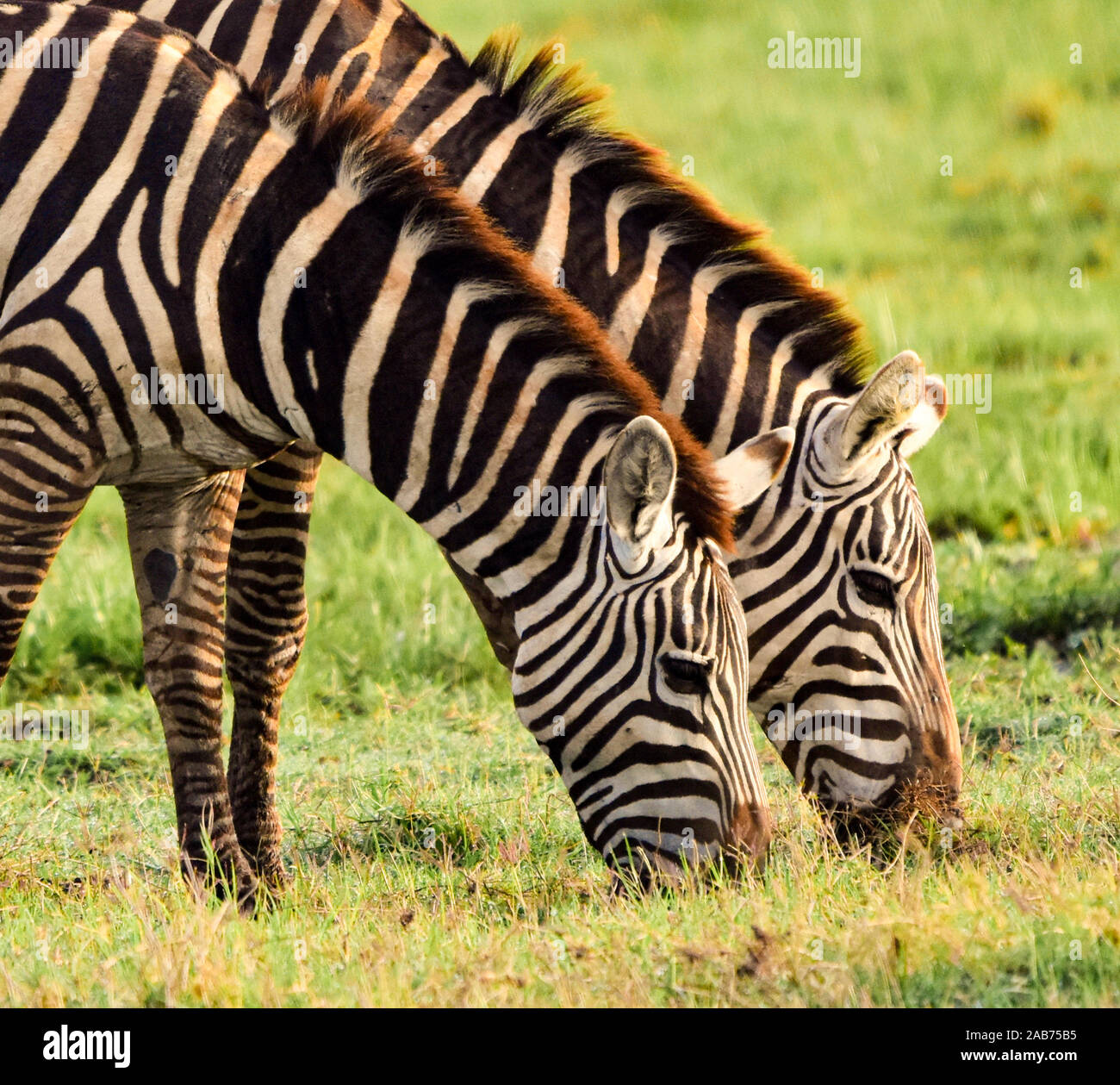 Close-up of two zebras (Equus burchelli) grazing side by side on lush grass in Amboseli National Park in Kenya. Stock Photo