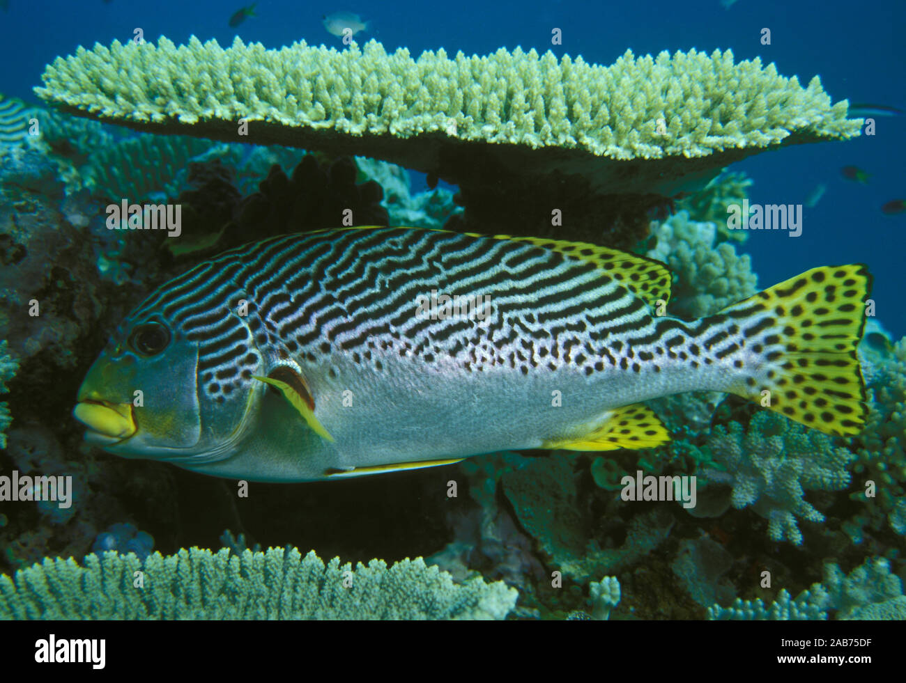 Yellow-banded sweetlips (Plectorhinchus lineatus), seeks the shelter of reefs, often in large numbers, during the day. Great Barrier Reef, Queensland, Stock Photo