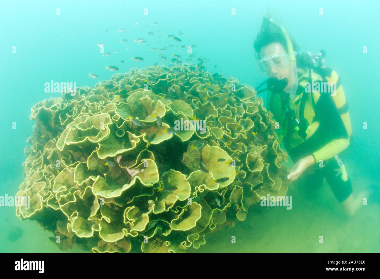 coral (Turbinaria with diver Magnetic Island, Great Barrier Reef, Queensland, Australia Stock Photo - Alamy