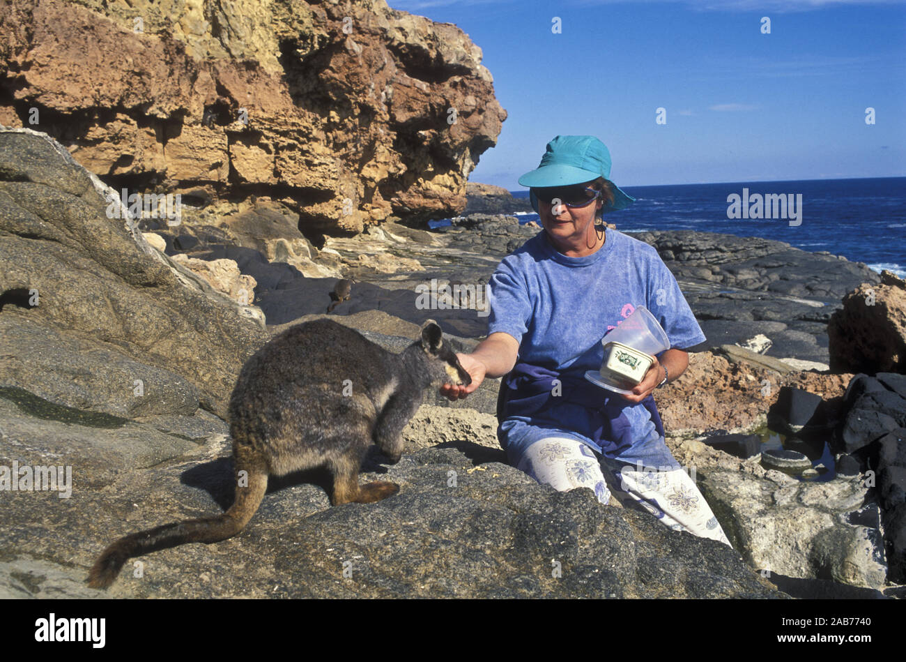 Pearson Island rock-wallaby (Petrogale lateralis pearsoni), with person. Thistle Island, Pearson Group off Eyre Peninsula, South Australia Stock Photo