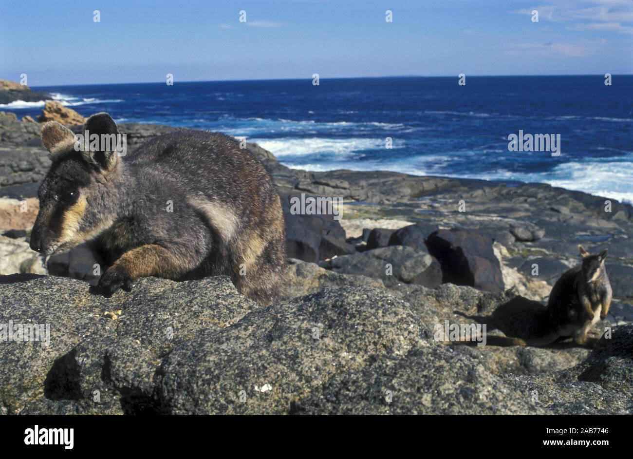 Pearson Island rock-wallabies (Petrogale lateralis pearsoni), Thistle Island, Pearson Group off Eyre Peninsula, South Australia Stock Photo