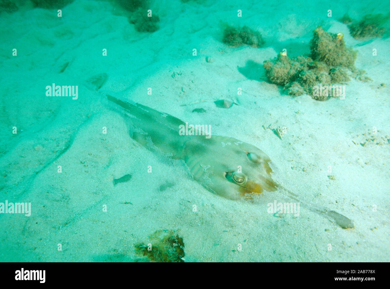 Eastern shovelnose ray (Aptychotrema rostrata), can reach a metre long. Northern New South Wales, Australia Stock Photo