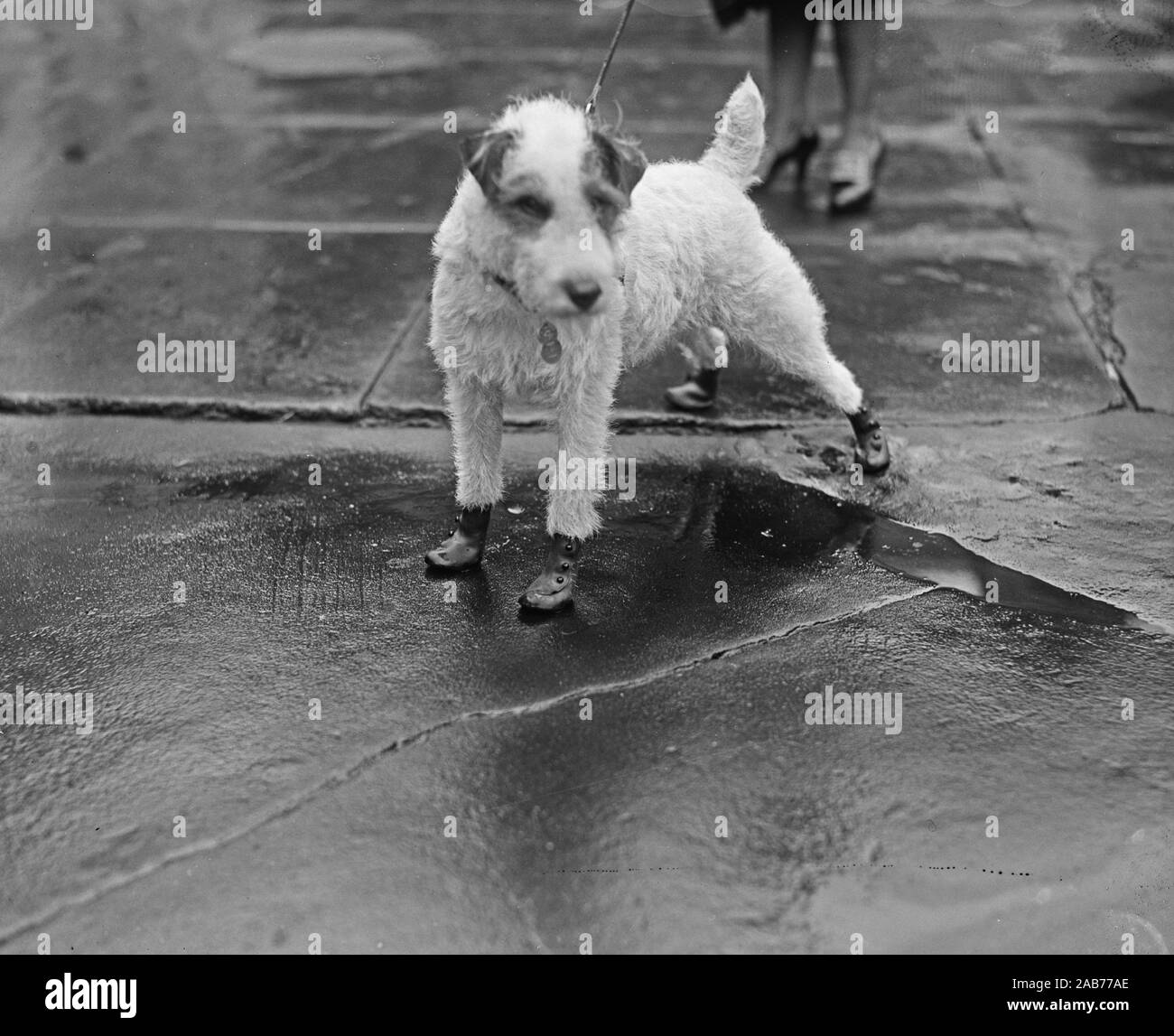 'Flapper goloshes' for the Pup, Peter Pan, wire-haired terrier ca. February 9, 1928 Stock Photo