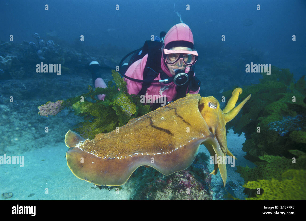 Australian giant cuttlefish (Sepia apama), with diver. Jervis Bay, south  coast New South Wales, Australia Stock Photo - Alamy