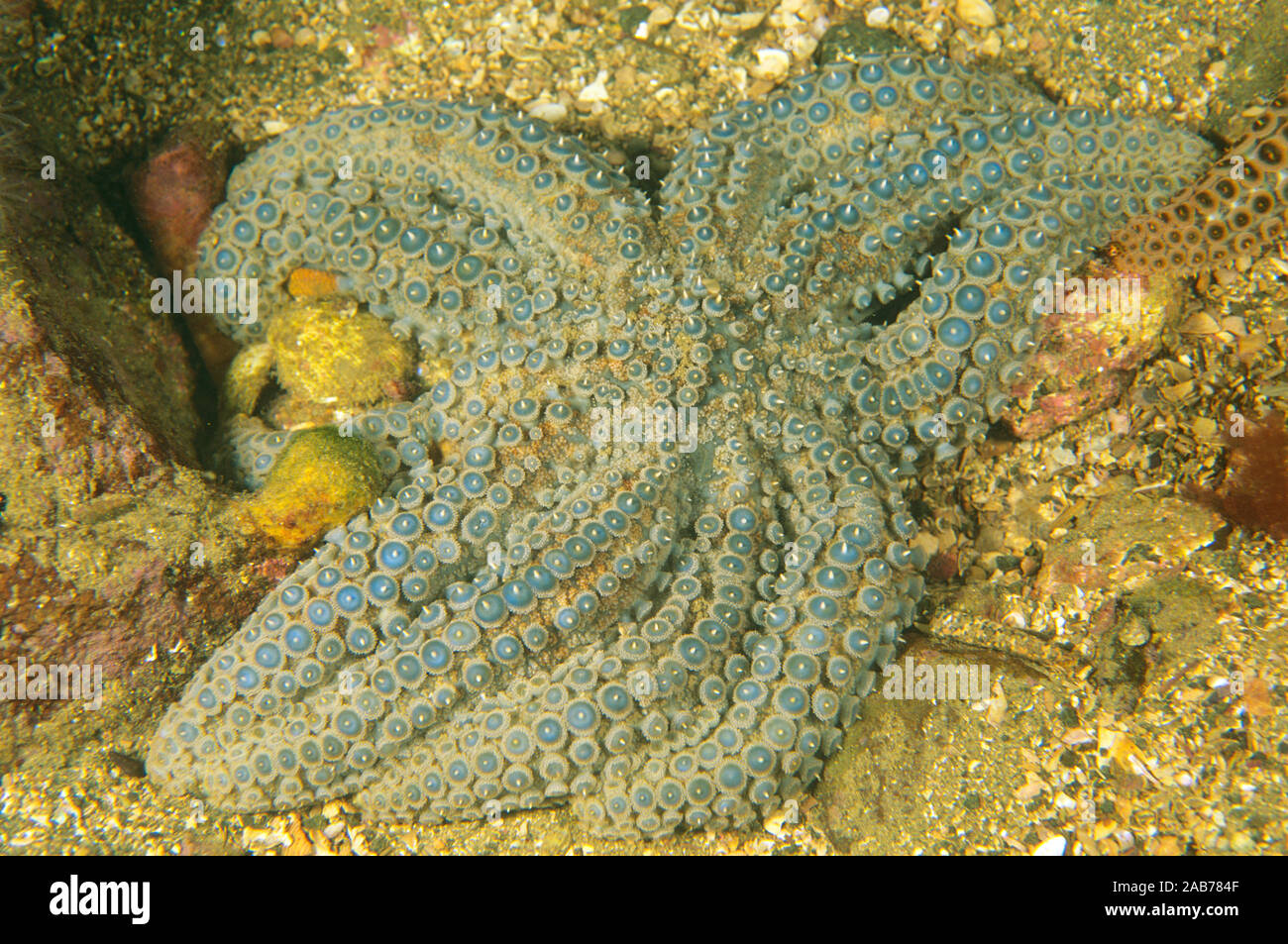 Eleven-armed sea star (Coscinasterias muricata), can have between nine and fifteen arms. Northern New South Wales, Australia Stock Photo