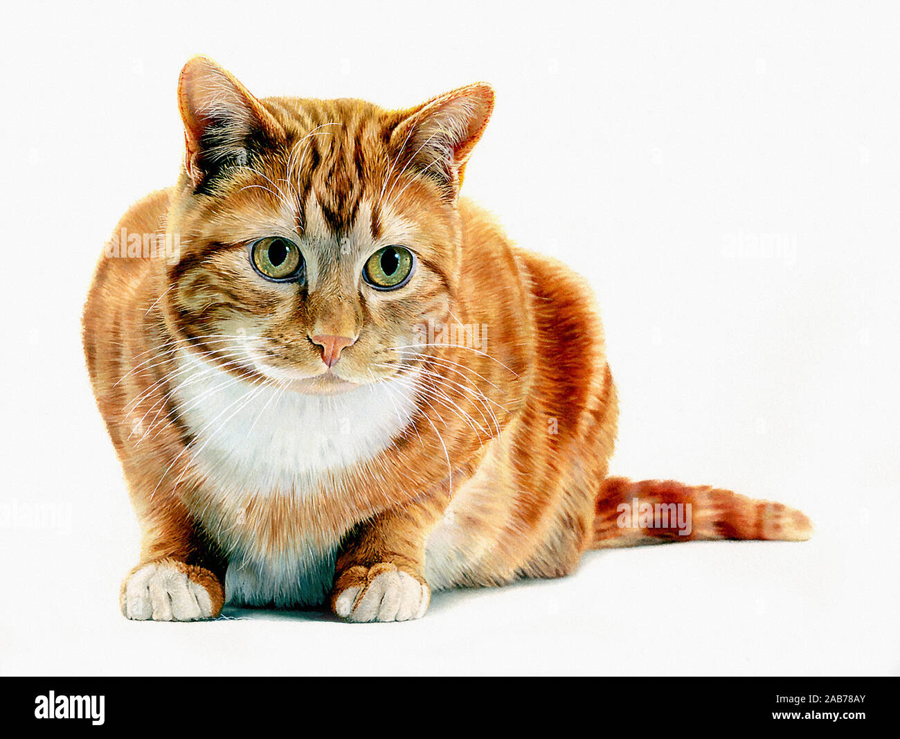 Ginger cat Stock Photo