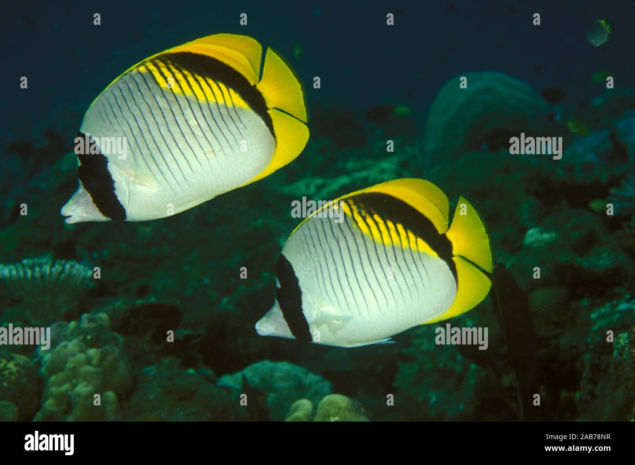 Lined butterflyfish (Chaetodon lineolatus), feeds mainly on coral polyps and anemones. Forms pairs when breeding. Bali, Indonesia Stock Photo