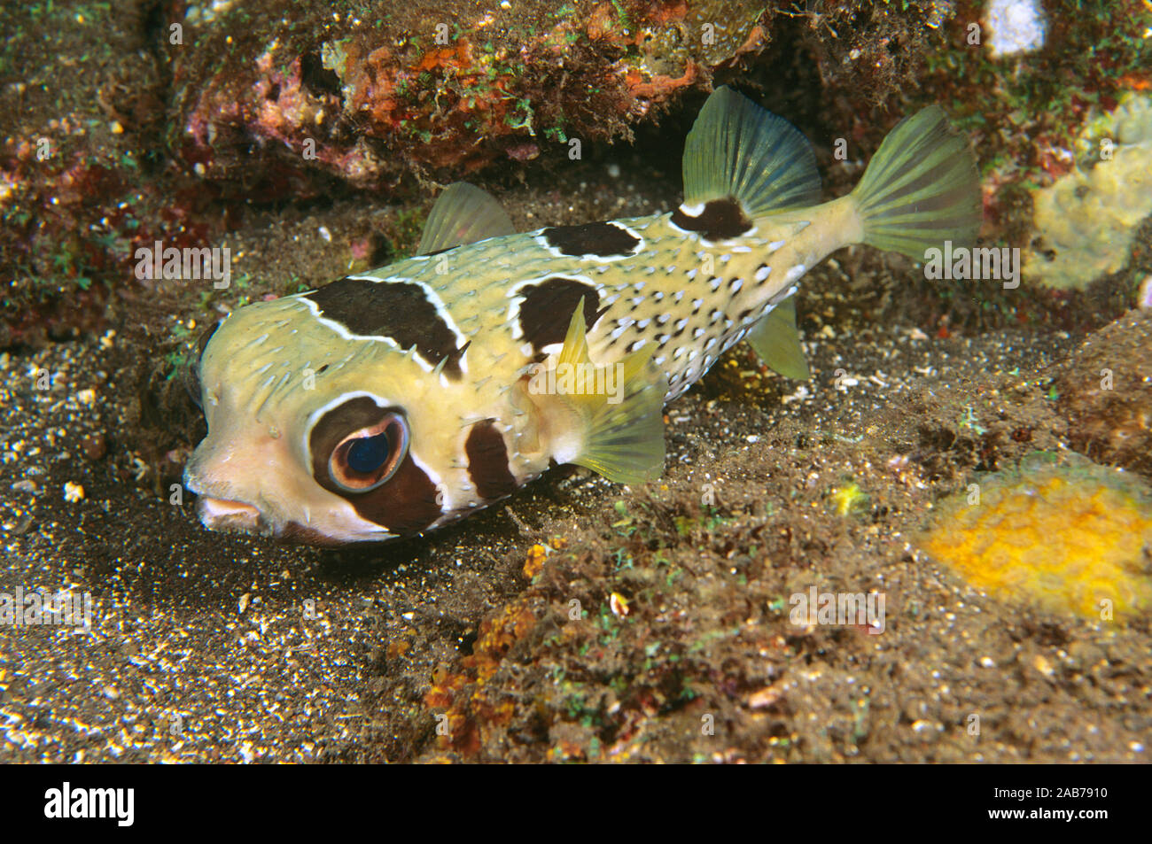 Black-blotched porcupinefish (Diodon liturosus), Bali, Indonesia Stock Photo