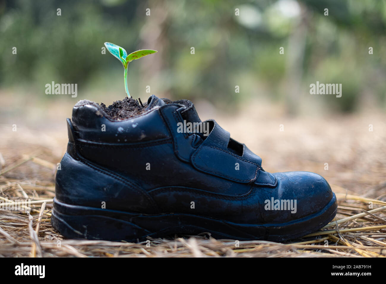 Pumpkin seed Germination in boot shoes at blurred background Stock