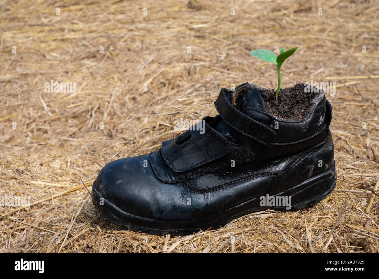 Pumpkin seed Germination in boot shoes at blurred background Stock