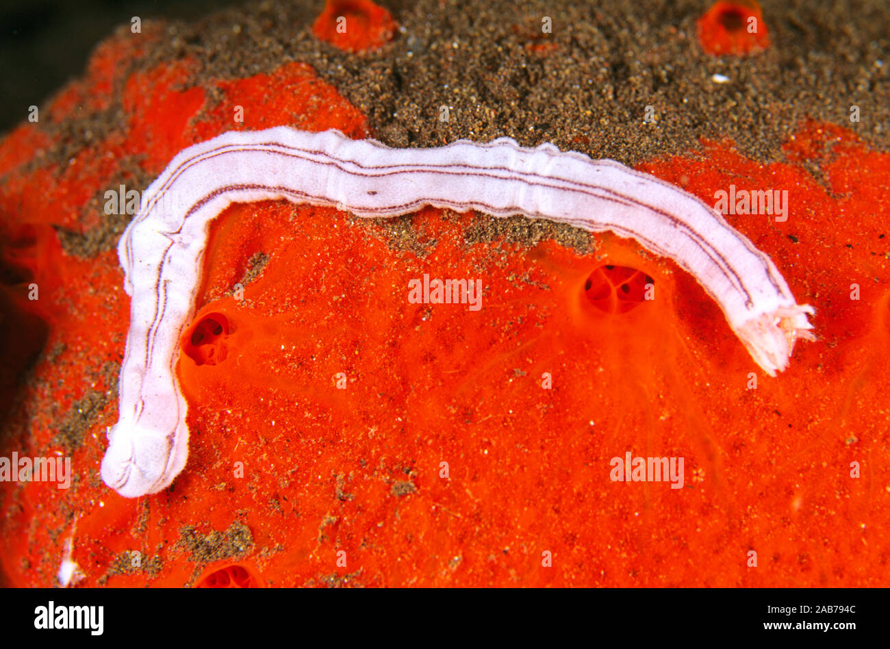 Little brown and white striped sea cucumber (Synaptula lamperti), small member of sea cucumber or trepang family. Bali, Indonesia Stock Photo