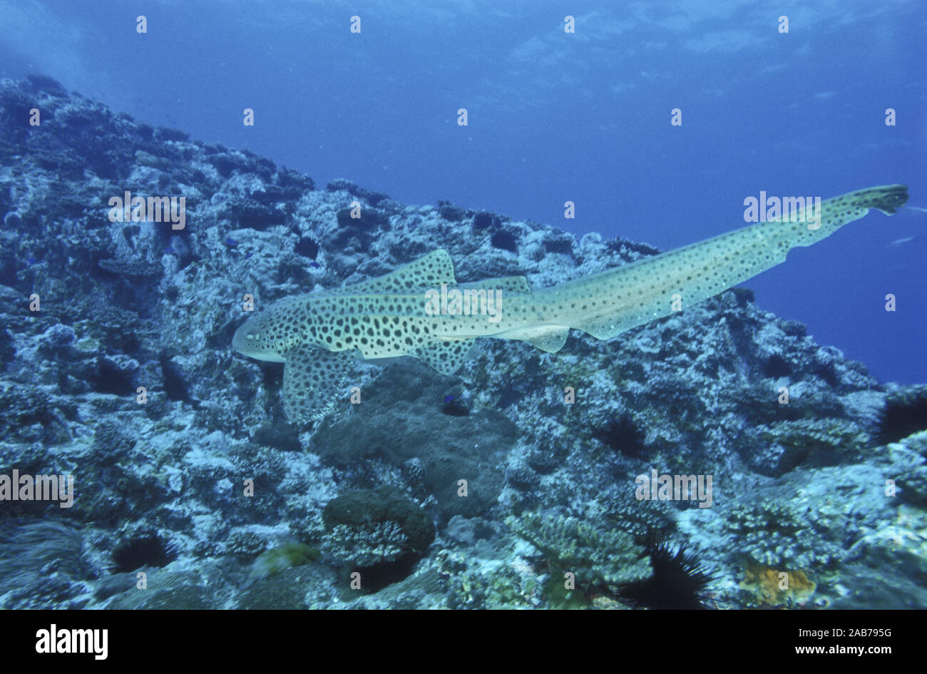 Zebra shark (Stegostoma fasciatum), North Solitary Islands, New South Wales, Australia Stock Photo