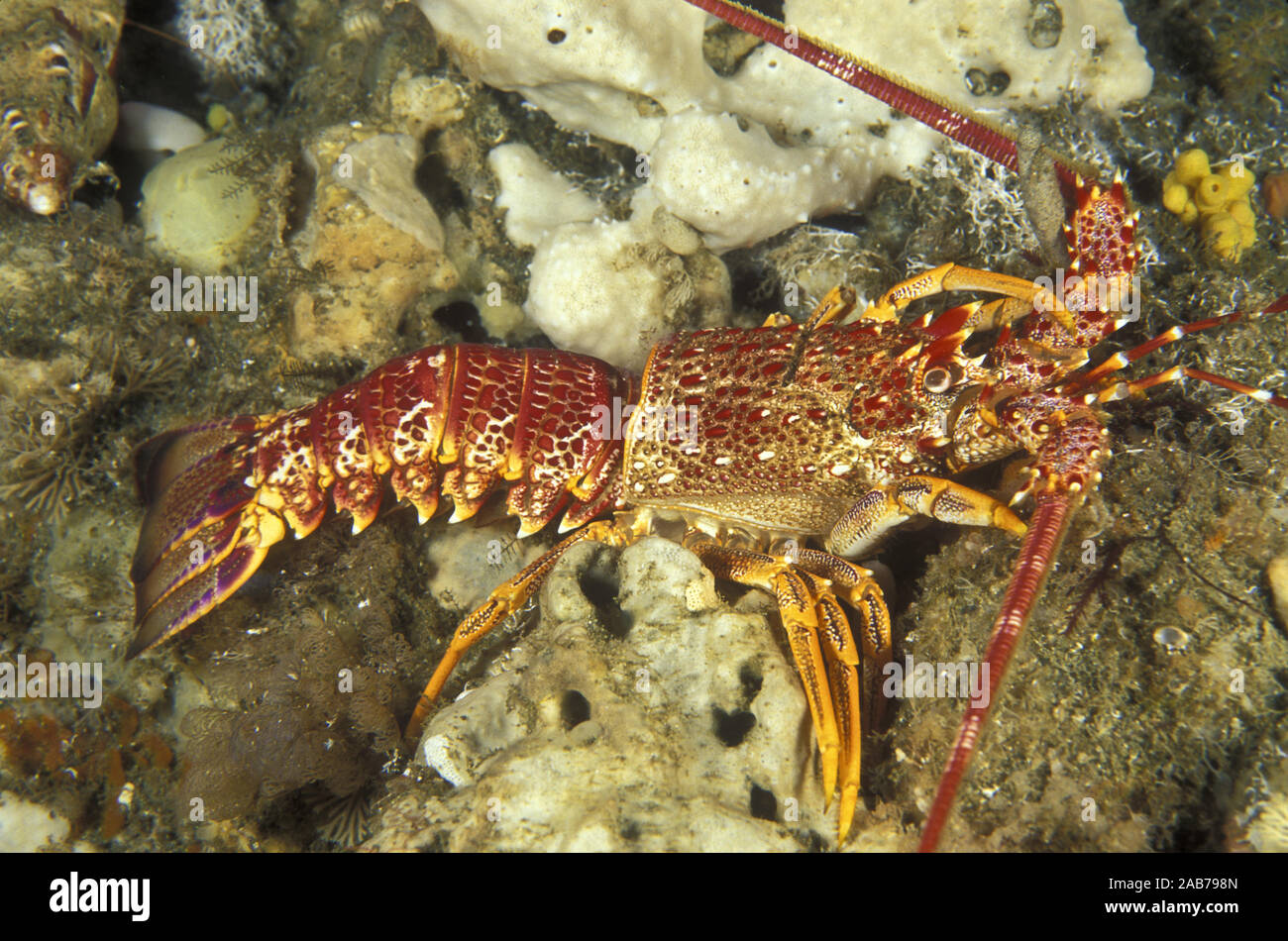 Southern rock lobster (Jasus edwardsii), discarded exoskeleton. A commercial species. Tasman Peninsula, Tasmania, Australia Stock Photo