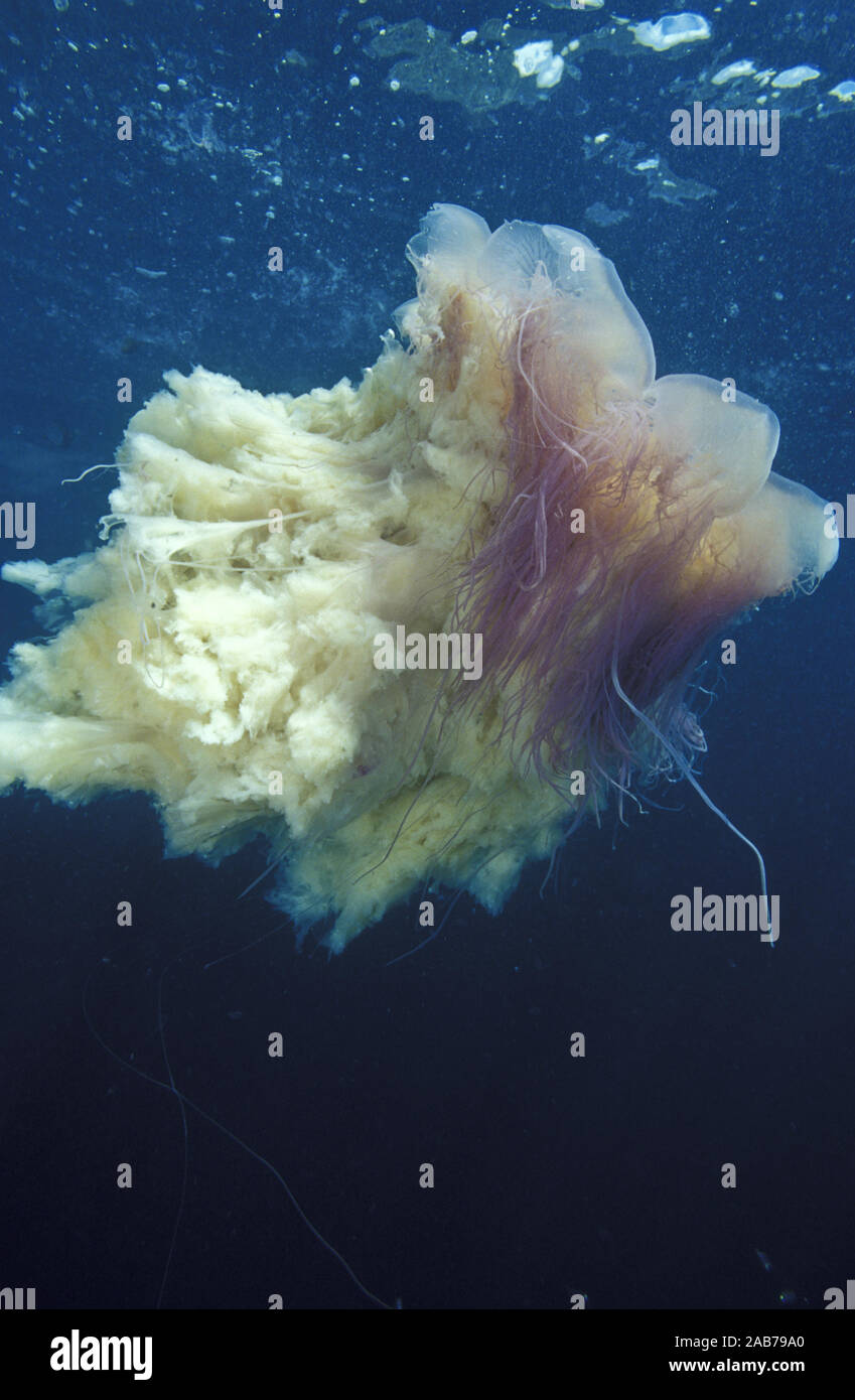Lion’s mane jellyfish (Cyanea capillata), largest of all jellyfish, can reach 2 m in diameter in polar latitudes. Tasman Peninsula, Tasmania, Australi Stock Photo