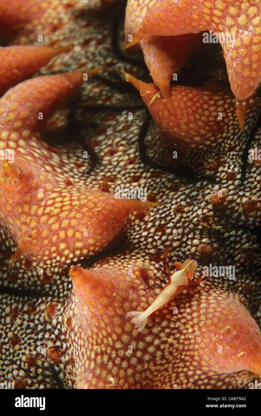 Commensal shrimp (Periclimenes imperator), generally found on the large nudibranch Hexabranchus sp. but here on sea cucumber Stichopus sp. Papua New G Stock Photo