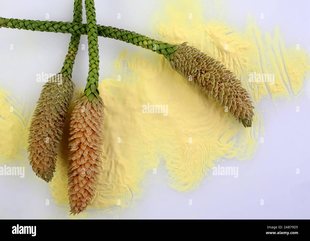 Focus Stacked Image Of Male Cones And Huge Amounts Of Yellow Pollen Of A Norfolk Island Pine Araucaria Heterophylla During The Actual Flowering Seas Stock Photo Alamy