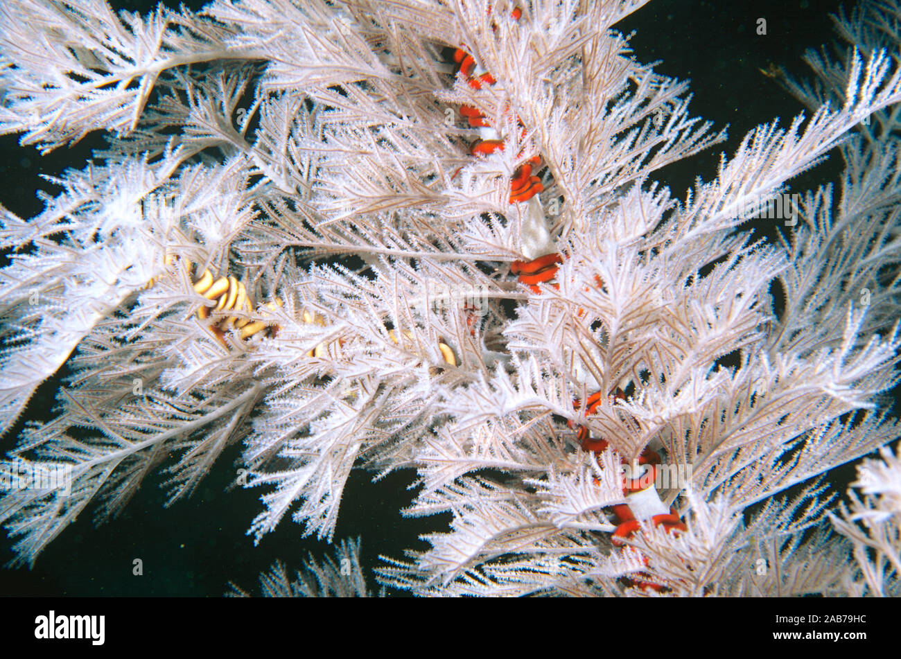 Black coral (Antipathes sp.),), light-coloured living tissues covering black skeleton, with Serpent brittle stars (Astrobrachion adhaerens) entwined a Stock Photo