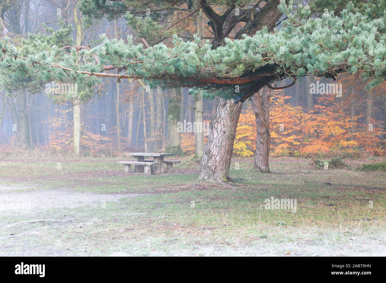 wooden table and bench in foggy autumn forest Stock Photo