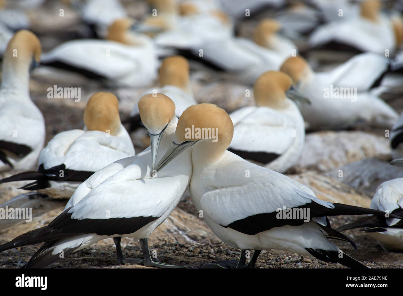 Australasian gannets preening during courtship Stock Photo