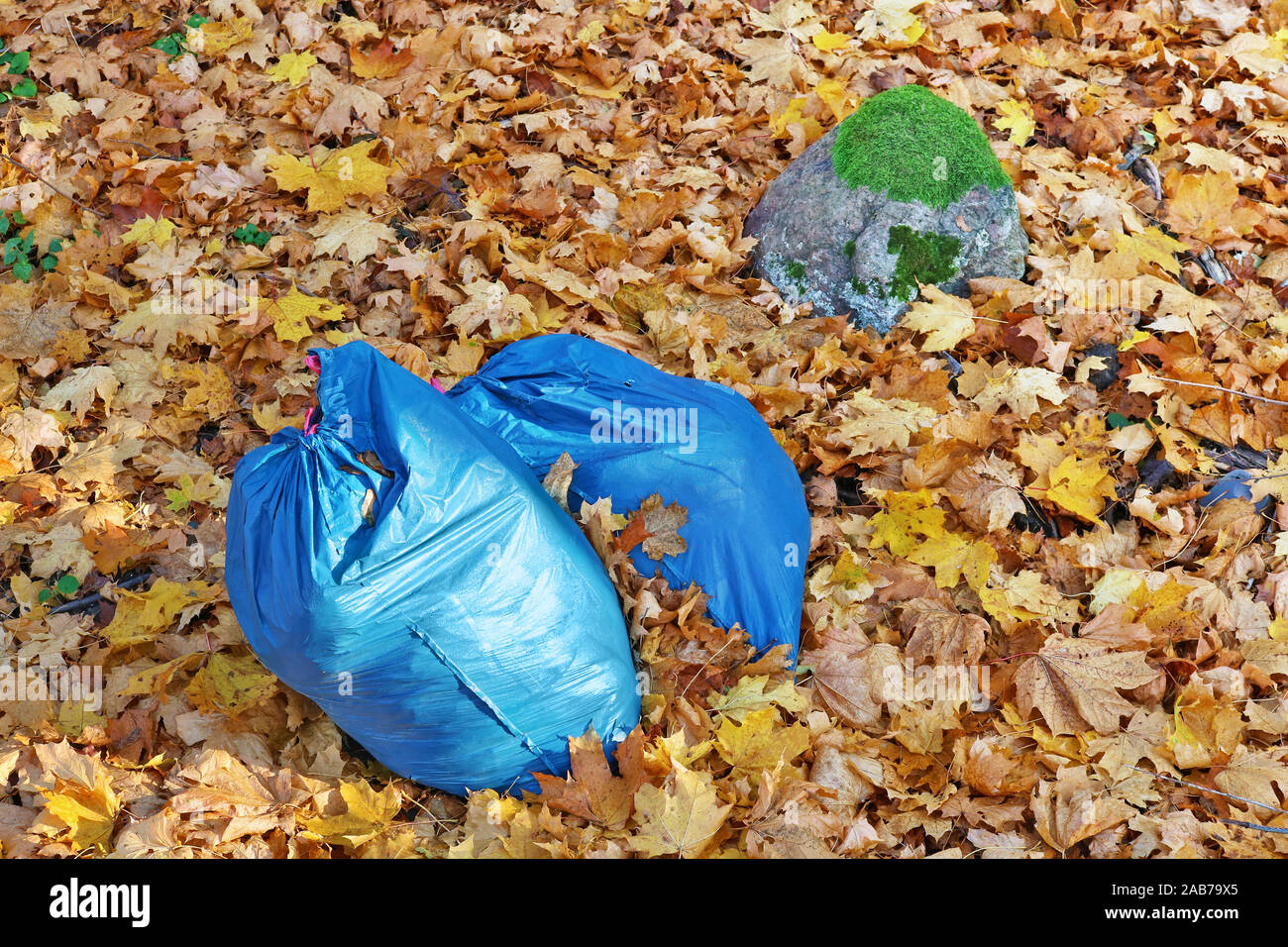 https://c8.alamy.com/comp/2AB79X5/blue-plastic-garbage-bags-left-in-the-autumn-golden-maple-forest-2AB79X5.jpg
