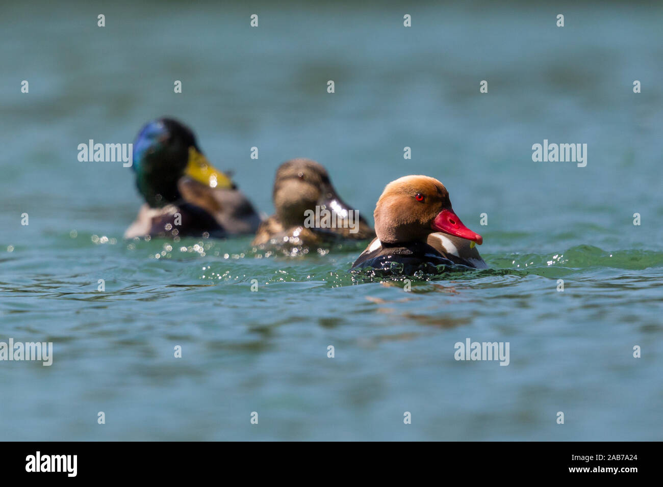three different colorful ducks swimming in blue water Stock Photo