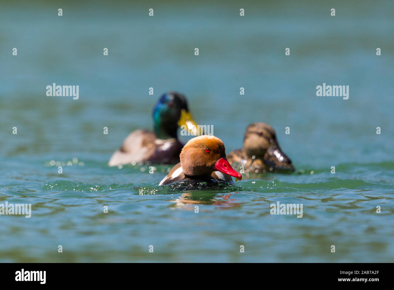 three different natural colorful ducks swimming in water in sunlight Stock Photo